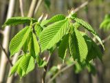 Ulmus laevis