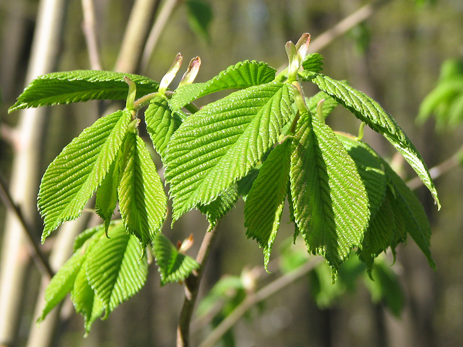 Изображение особи Ulmus laevis.