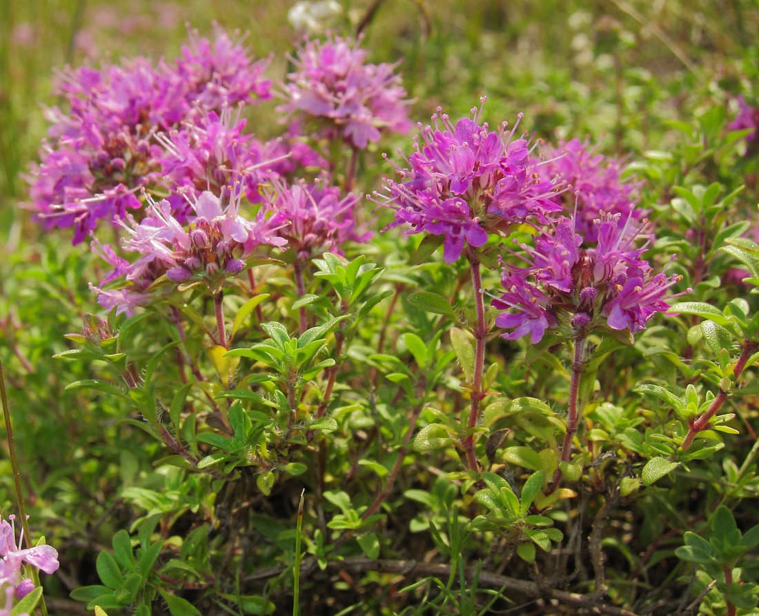 Image of Thymus bashkiriensis specimen.
