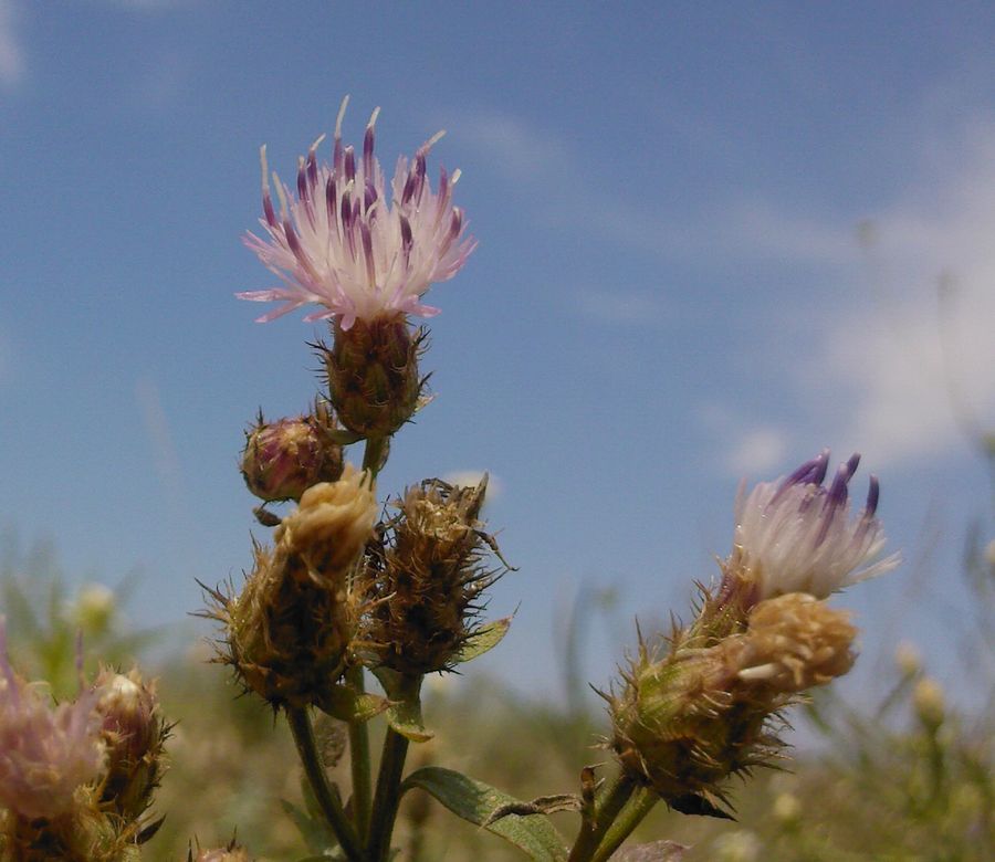 Image of Centaurea diffusa specimen.