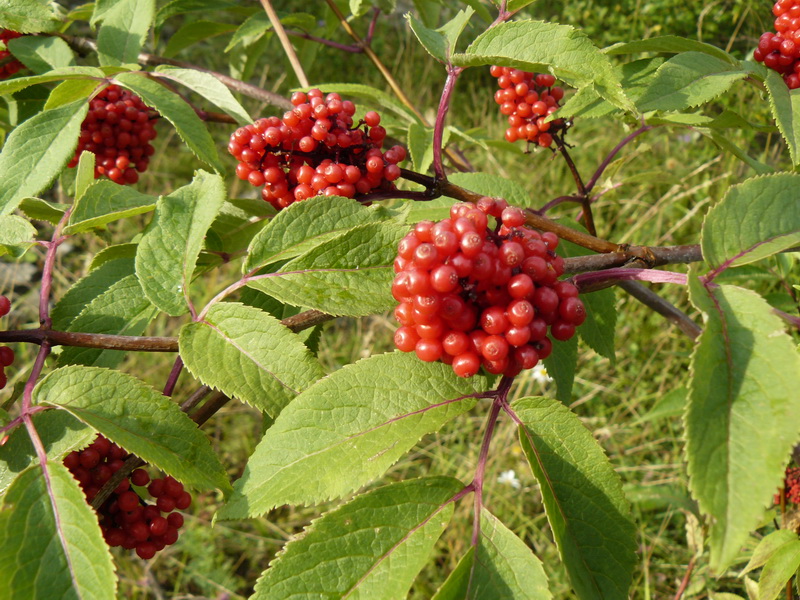 Image of Sambucus racemosa specimen.