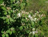 Lonicera nummulariifolia. Ветвь с цветками. Казахстан, Южно-Казахстанская обл., долина р. Боролдай. 03.05.2011.