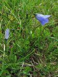 Campanula polymorpha. Цветущие растения на субальпийском лугу. Украина, Закарпатская обл., Раховский р-н, хр. Черногора. 15 июля 2007 г.