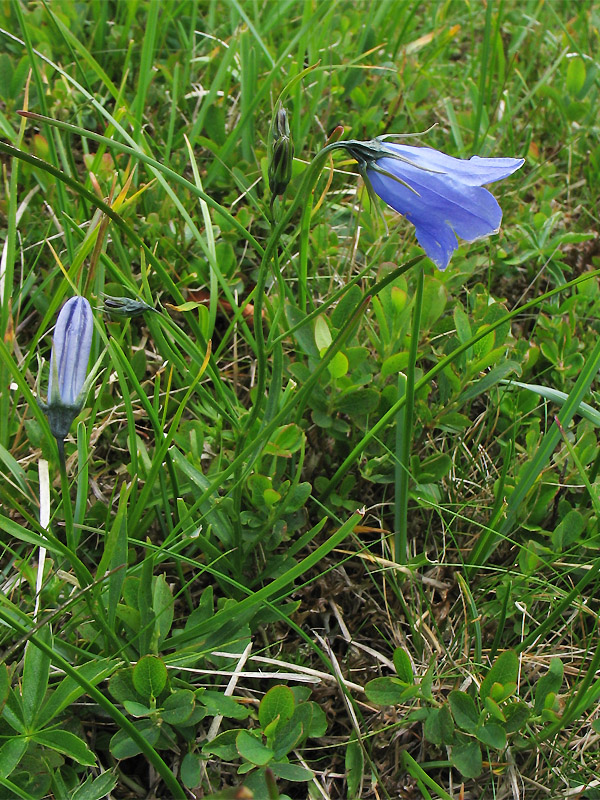 Image of Campanula polymorpha specimen.