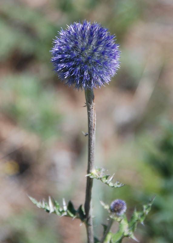 Изображение особи Echinops davuricus.