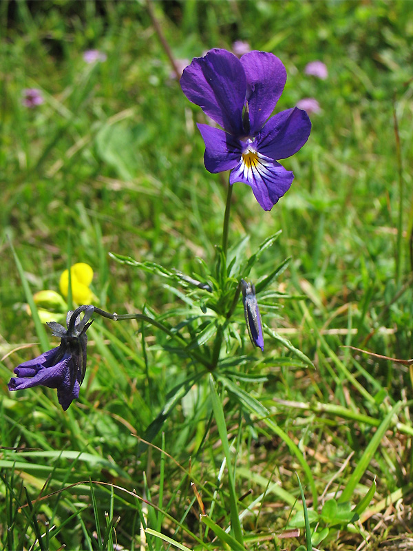 Изображение особи Viola declinata.