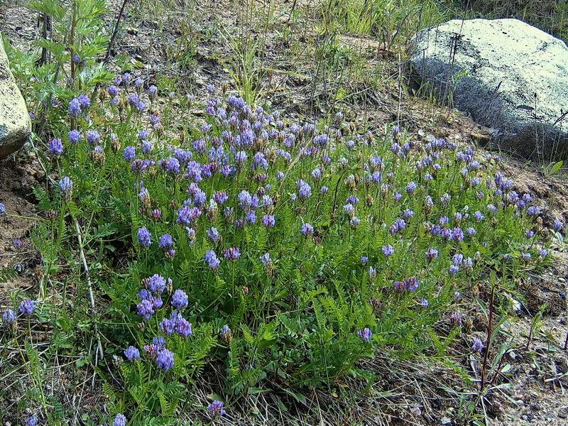 Изображение особи Astragalus danicus.