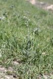 Handelia trichophylla. Зацветающее растение. Таджикистан, предгорья Гиссарского хр., Северные холмы. 02.05.2011.