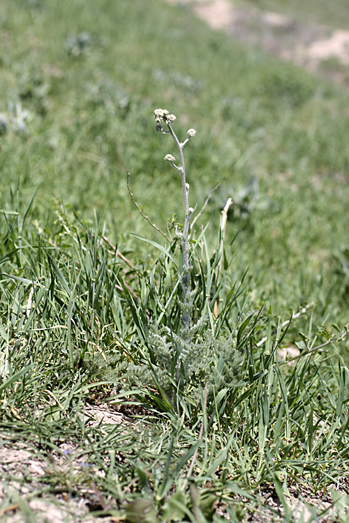 Изображение особи Handelia trichophylla.