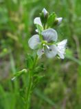 Veronica serpyllifolia