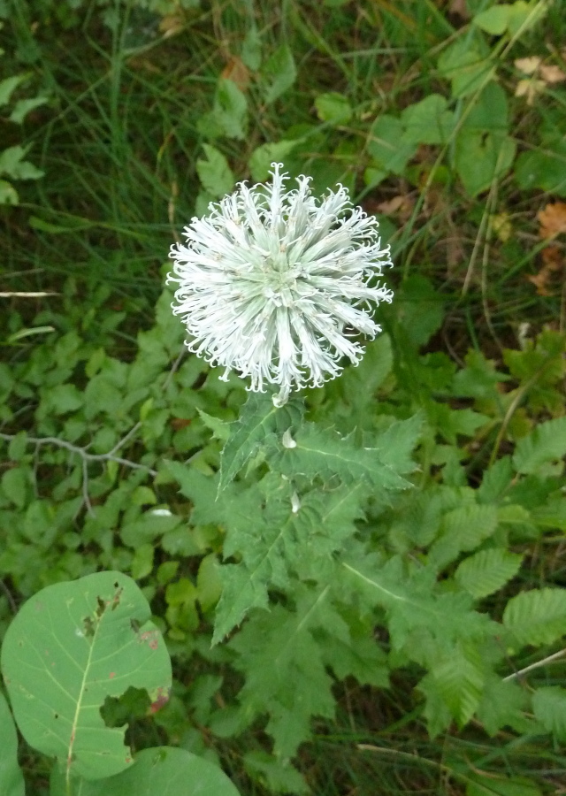 Изображение особи Echinops galaticus.