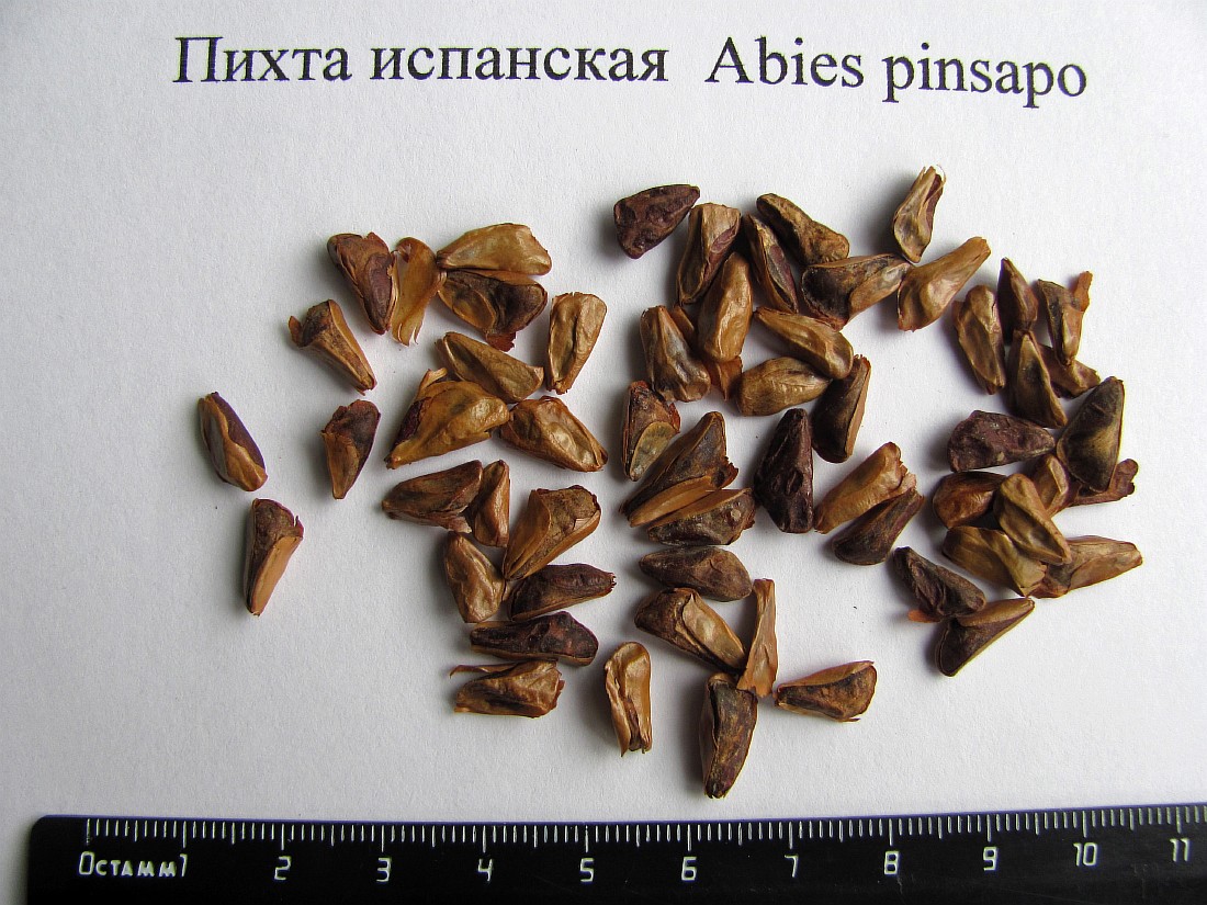 Image of Abies pinsapo specimen.