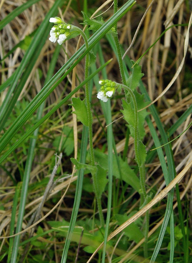 Image of Draba cana specimen.