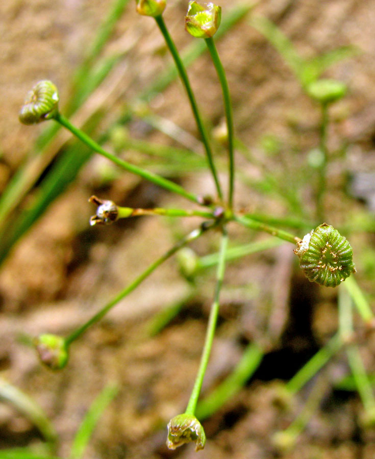 Image of Alisma gramineum specimen.