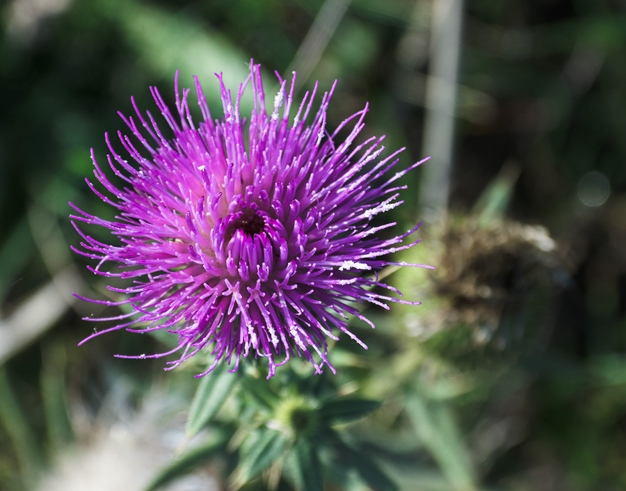 Изображение особи род Cirsium.