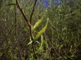 Salix triandra