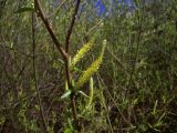 Salix triandra