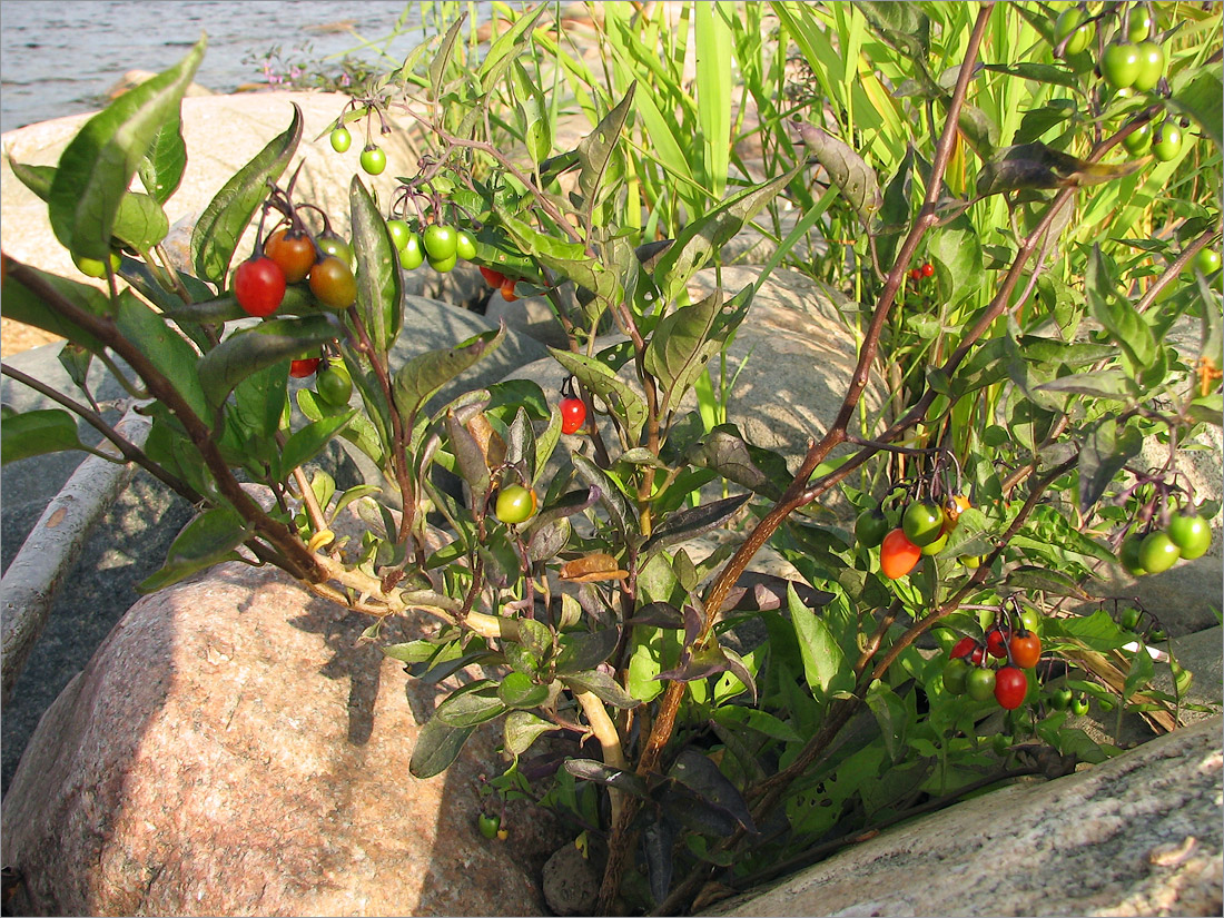 Image of Solanum dulcamara specimen.