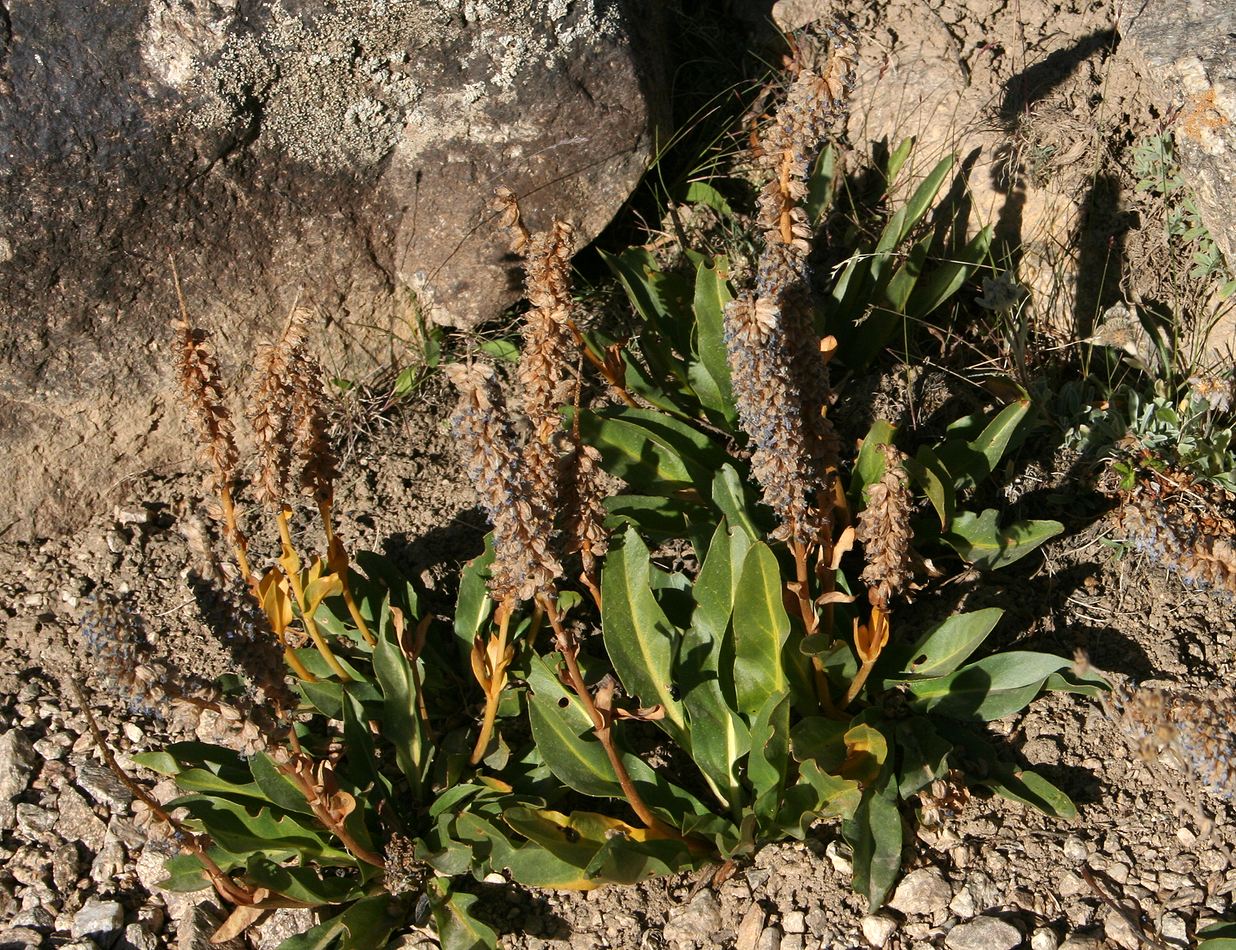 Image of Lagotis ikonnikovii specimen.