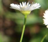 Erigeron annuus. Верхушка побега с соцветием. Приморье, окр. Артёма, Владивостокский аэропорт \"Кневичи\". 24.08.2009.