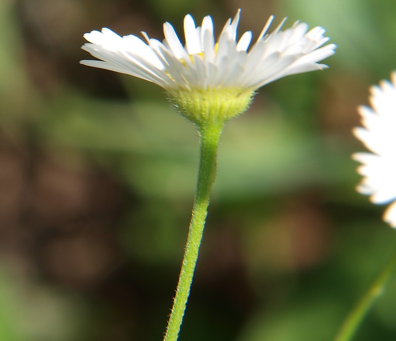 Image of Erigeron annuus specimen.