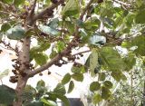 Ficus auriculata. Часть кроны плодоносящего дерева. Израиль, г. Кирьят-Оно, внутриквартальное озеленение. 19.02.2011.