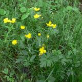 Ranunculus repens. Верхушки цветущих растений. Свердловская обл., Первоуральский городской округ, окрестности ж.-д. станции Хрустальная, травянистый берег небольшого водоёма. 12.06.2011.