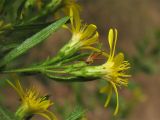 Dittrichia viscosa. Соцветия-корзинки (вид сбоку). Испания, Каталония, провинция Girona, Costa Brava, Sant Feliu de Guíxols, рудеральное местообитание. 24 октября 2008 г.