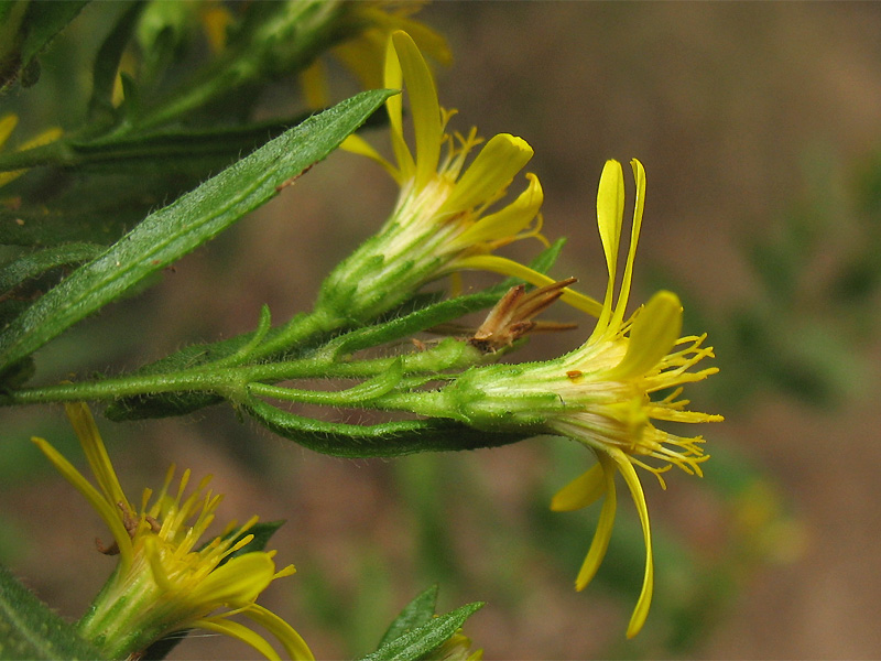 Image of Dittrichia viscosa specimen.