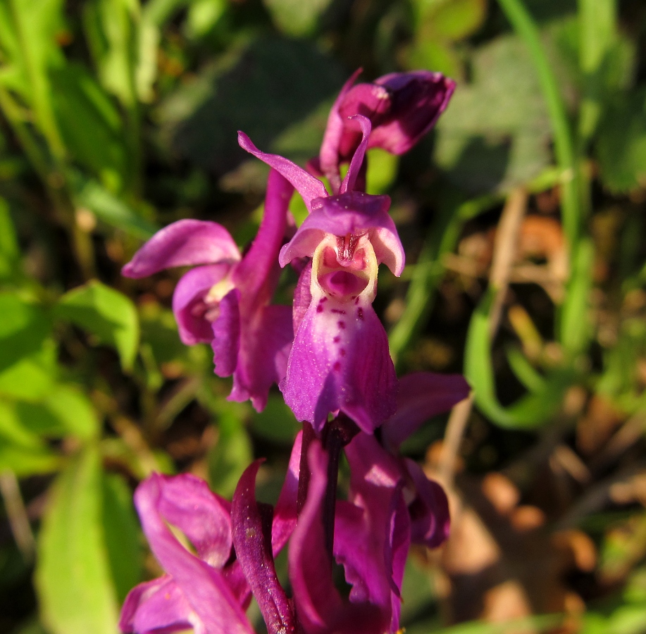 Изображение особи Orchis mascula.