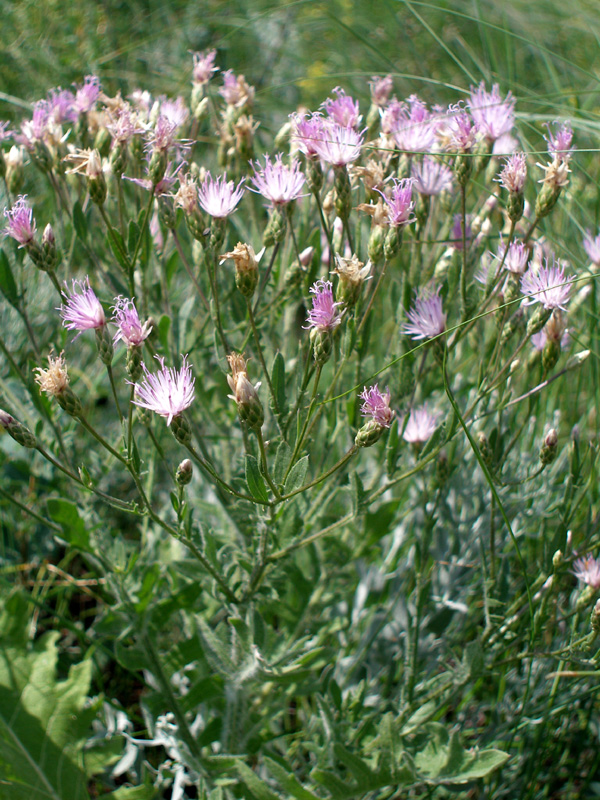 Image of Klasea erucifolia specimen.