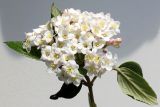 Viburnum × burkwoodii. Соцветие. Германия, г. Кемпен, в парке. 03.04.2012.