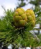 Larix sukaczewii