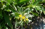 Alkanna orientalis
