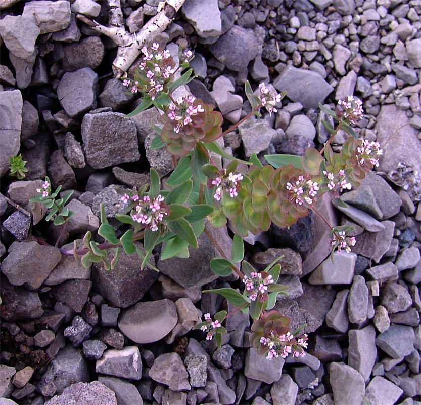 Изображение особи Aethionema arabicum.
