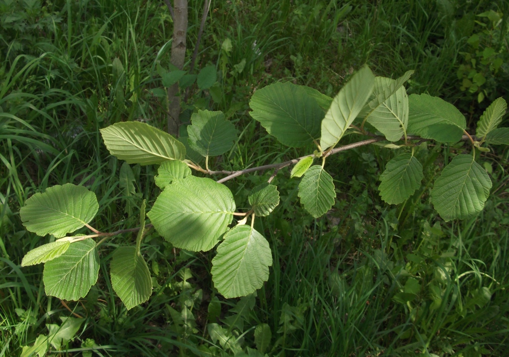 Изображение особи Alnus incana.