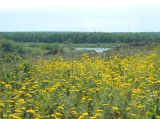 Anthemis tinctoria. Цветущие растения. Украина, Донецкая обл., Володарский р-н, з-к \"Каменные могилы\". 01.06.2012.