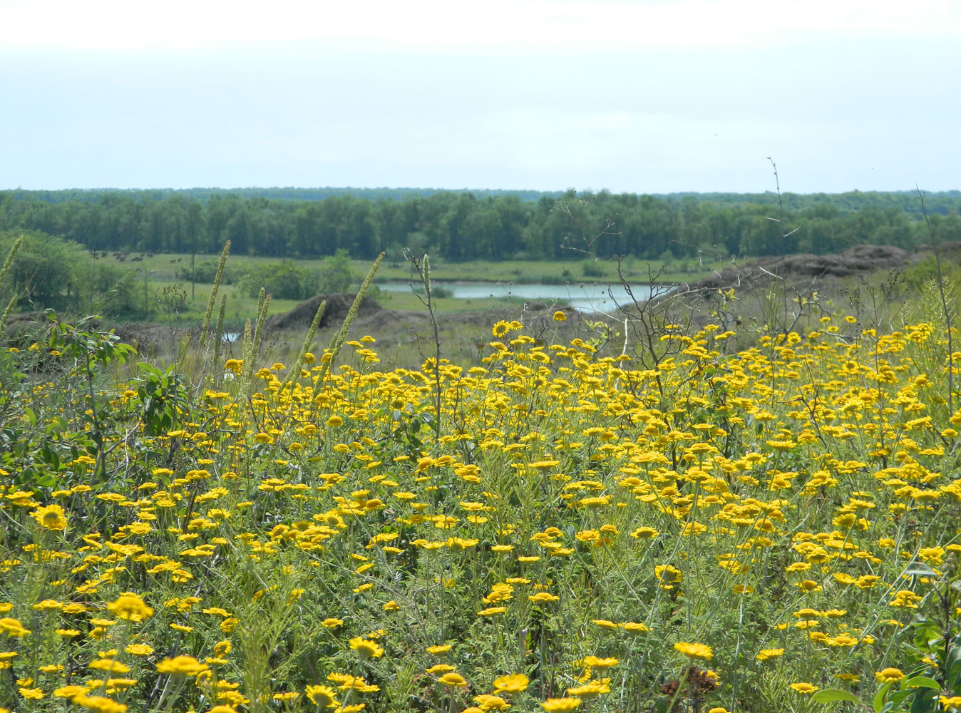 Image of Anthemis tinctoria specimen.