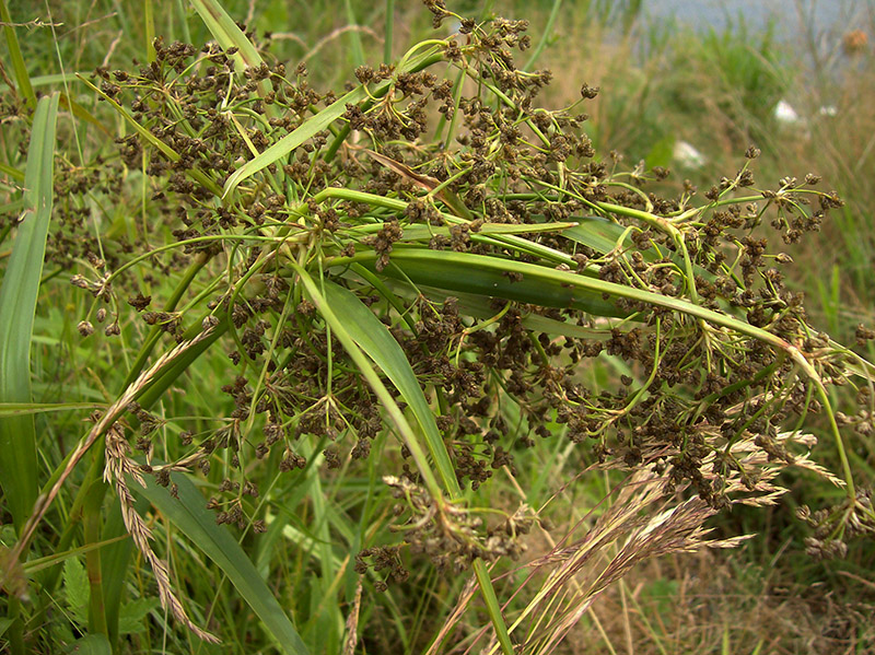 Изображение особи Scirpus sylvaticus.