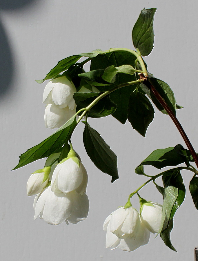 Изображение особи Philadelphus &times; virginalis.