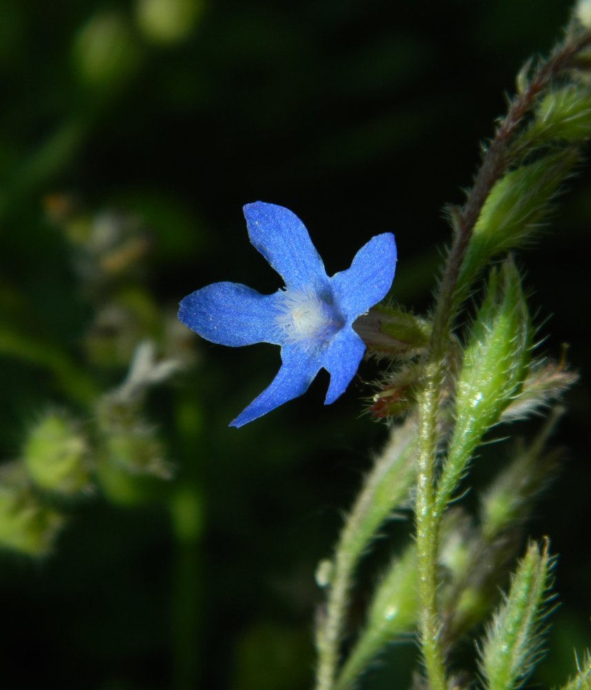 Изображение особи Anchusa azurea.