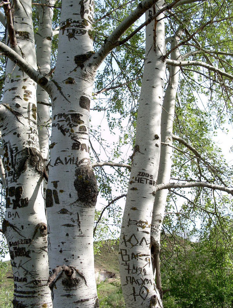 Image of Populus alba specimen.