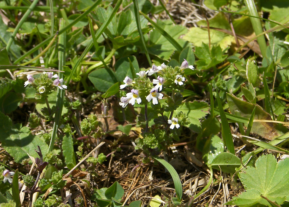 Изображение особи Euphrasia amblyodonta.