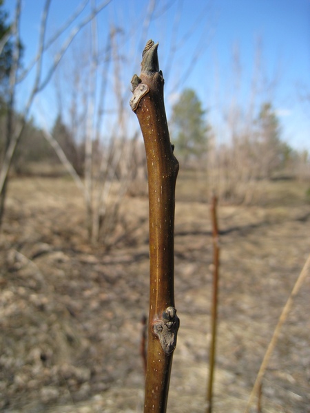 Image of Juglans regia specimen.