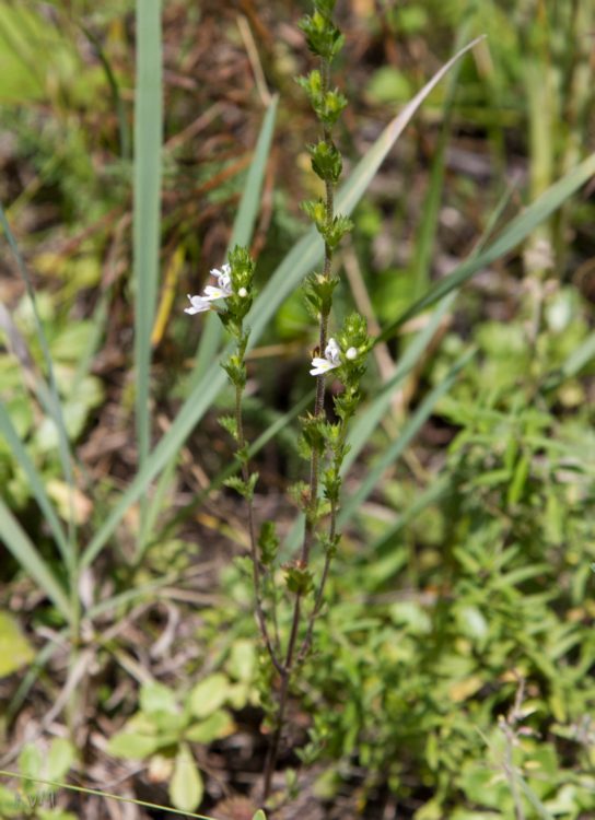 Изображение особи род Euphrasia.