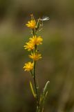genus Chondrilla. Верхушка растения с соцветиями. Ростовская обл., Аксайский р-н, окр. хут. Александровка. 27.06.2012.