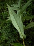 Cirsium coryletorum. Обратная сторона листа. Приморский край, г. Находка. 25.08.2012.