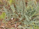 Astragalus dolichophyllus. Отцветающее растение в песчаной полупустыне. Республика Калмыкия, Черноземельский р-н, пески Маштак. 29.04.2012.