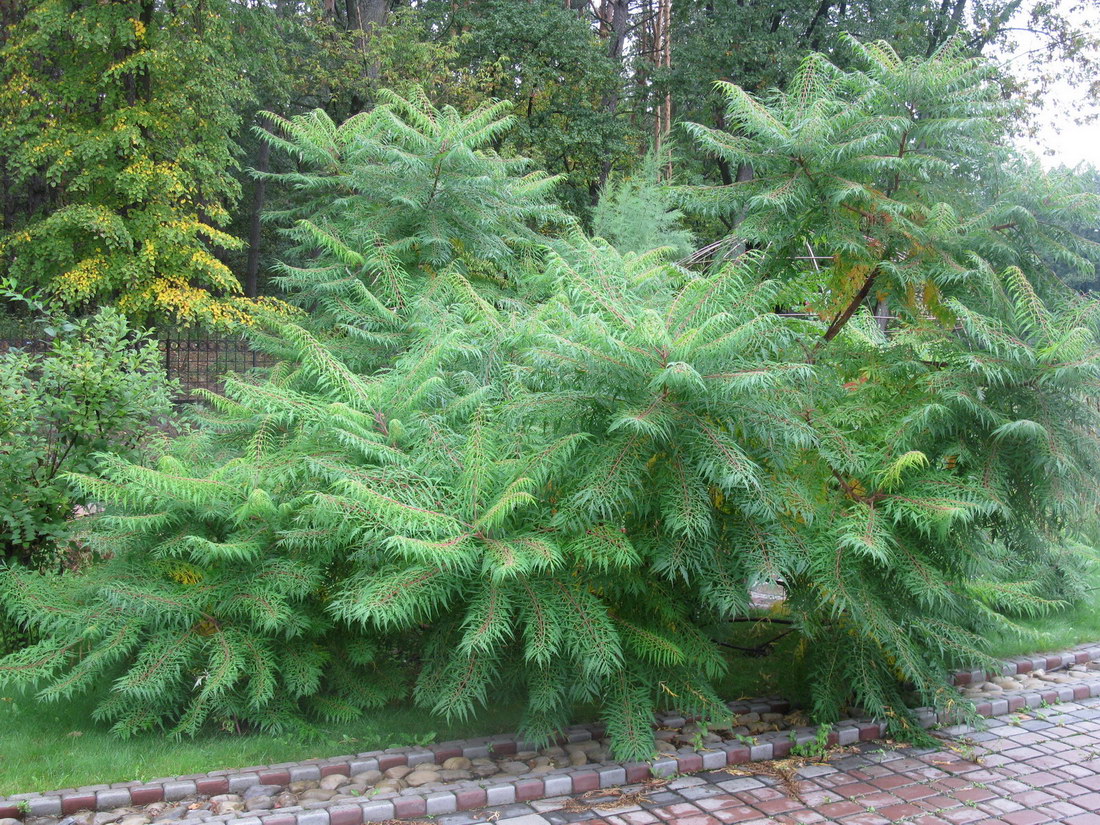 Image of Rhus typhina f. laciniata specimen.