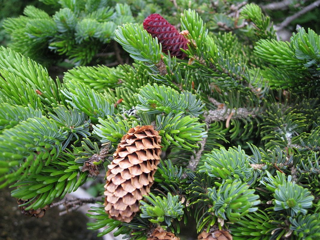 Хвойные таксон. Ель Аянская Сахалин. Ель Аянская (Picea jezoensis). Ель Аянская шишки.